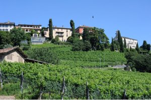 Weinregion Tessin