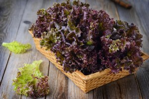 Mein Gemüsegarten: Eichblattsalat