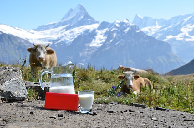 Aus Kakao und frischer Schweizer Alpenmilch entstand die erste Vollmilchschokolade in der Schweiz.