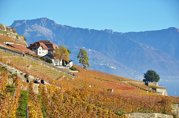 Weinregion Lavaux