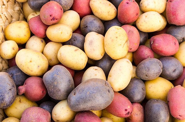 bunte Kartoffeln machen sich gut im Kartoffelsalat