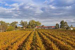 Weinland Australien - australischer Wein