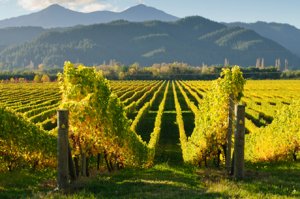 Weinland Neuseeland - neuseeländischer Wein