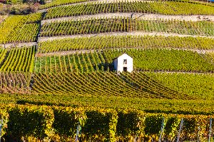 Weinregion Wallis