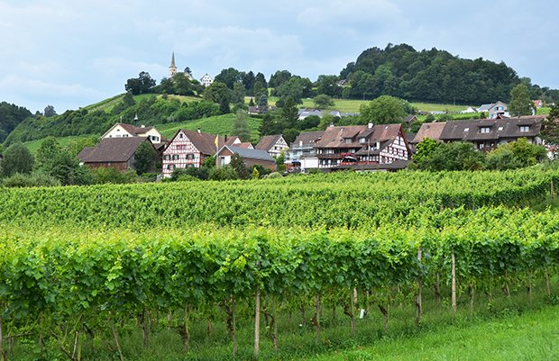 Weinregion Deutschschweiz