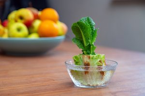Regrowing Salat