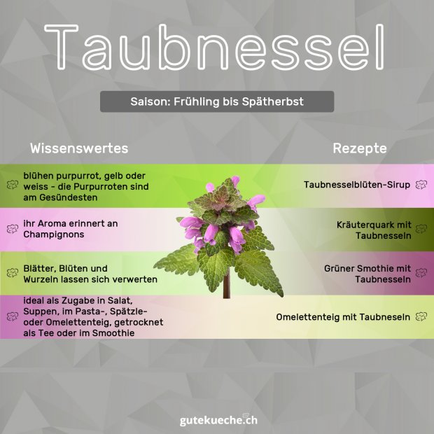 Infos-Taubnessel