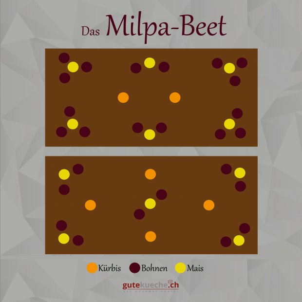 Milpa-Beet