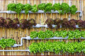 Vertikale Obst- und Gemüsegärten