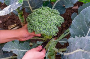 Mein Gemüsegarten: Broccoli