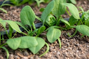 Mein Gemüsegarten: Spinat
