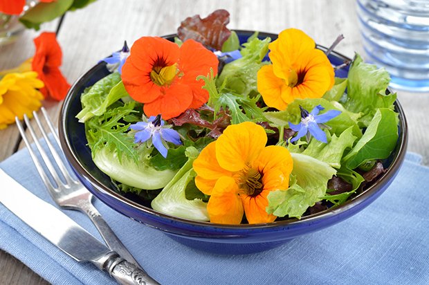 Essbare Blumen verfeinern viele Salate wie die Blüten der Kapuzinerkresse