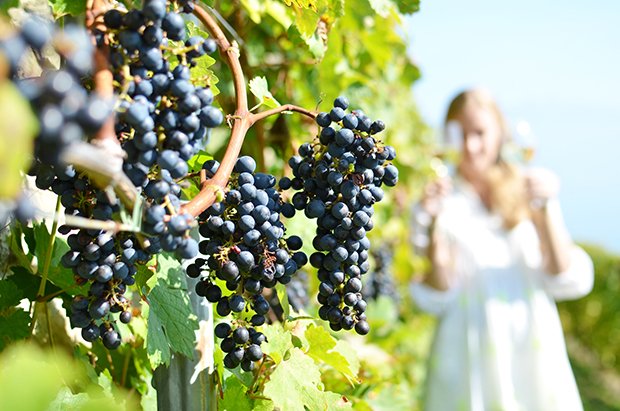 Merlot, Pinot Noir und Müller-Thurgau sind gängige Schweizer Weine