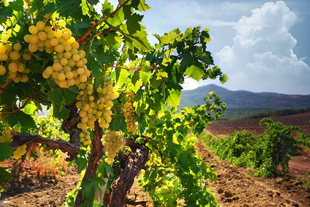 Das Anbaugebiet hat Einfluss auf die Beschaffenheit des Weines