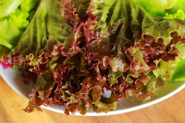 Im Freiland wird der Eichblattsalat von April bis Oktober geerntet