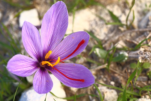 Aus den blühenden violetten Blüten wird der Griffel für das Safrangewürz gewonnen