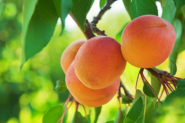 Aprikosenbäume lieben trockene, witterungs- und windgeschützte Standorte