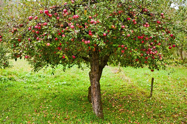 Apfel pflanzen 