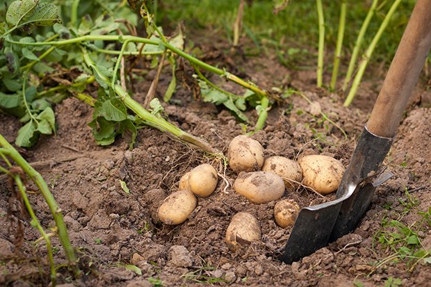 Erst nachdem die Kartoffelpflanze geblüht hat kann die Kartoffel(knolle) geerntet werden
