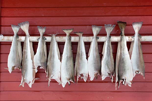 Stockfisch wird häufig in Schweden getrocknet