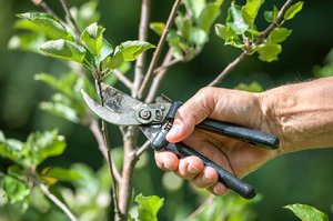 Schnitt, Stamm- und Bodenpflege von Obstbäumen 
