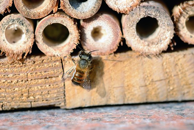 Wildbienen nutzen das Insektenhotel zum überwintern