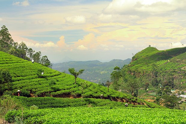 Kenia ist der grösste Tee-Exporteur und baut meist einen kräftigen Schwarztee an