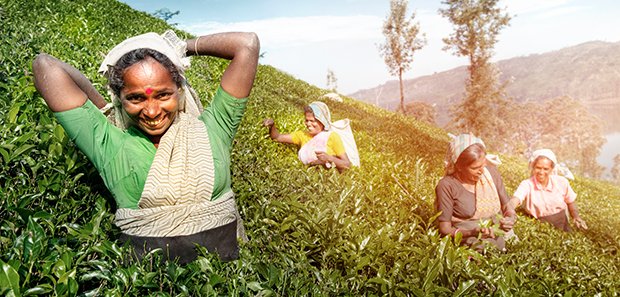 Teepflückerinnen in Indien ernten die Teepflanze händisch.