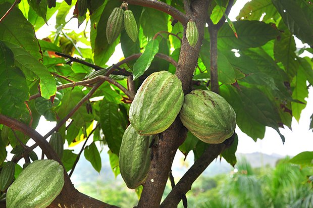 Der Kakaobaum ist der Lieferant der beliebtesten Süssigkeiten der Welt.