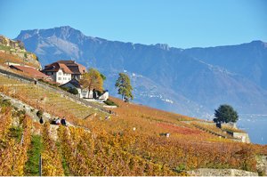 Weinmuseen der Schweiz