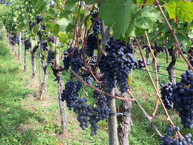Das Jahr 2015 wird den Weinbauern in der Schweiz in bester Erinnerung bleiben.