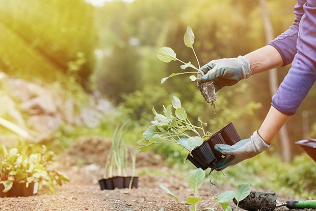 Ein Anbauplan hilft den Boden zu schonen und jeder Pflanze seine Nährstoffe zukommen zu lassen
