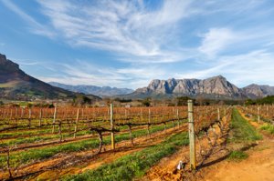 Weinland Südafrika - südafrikanischer Wein