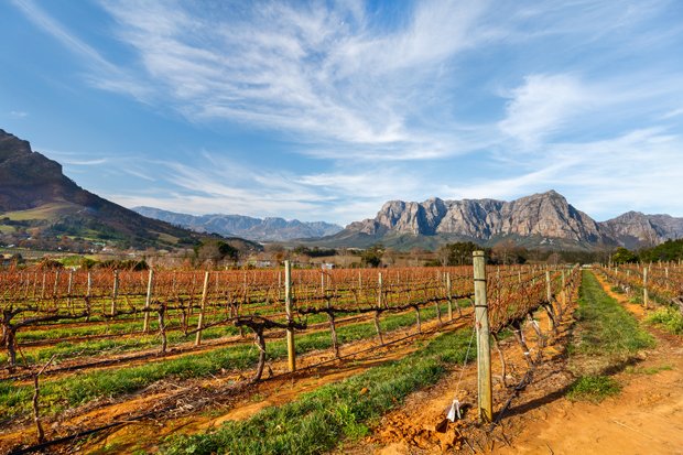 Weinfelder in der Nähe von Kapstadt.